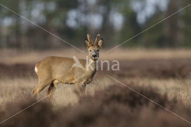 Roe Deer (Capreolus capreolus)