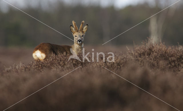 Roe Deer (Capreolus capreolus)