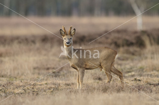 Roe Deer (Capreolus capreolus)