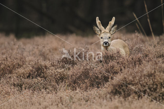 Ree (Capreolus capreolus)