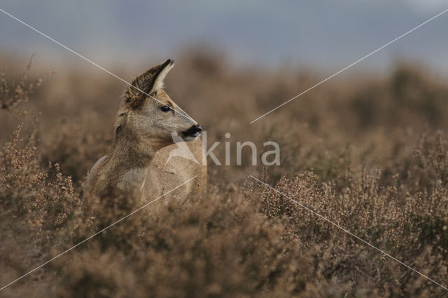 Roe Deer (Capreolus capreolus)