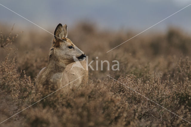 Ree (Capreolus capreolus)