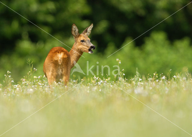 Roe Deer (Capreolus capreolus)