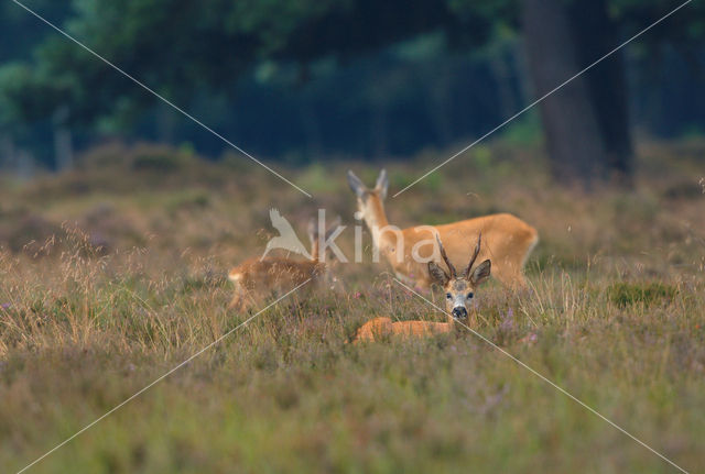 Roe Deer (Capreolus capreolus)