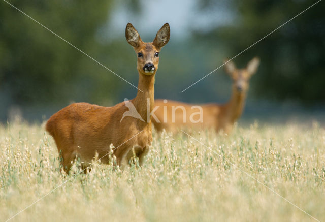 Roe Deer (Capreolus capreolus)