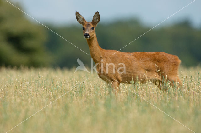 Roe Deer (Capreolus capreolus)