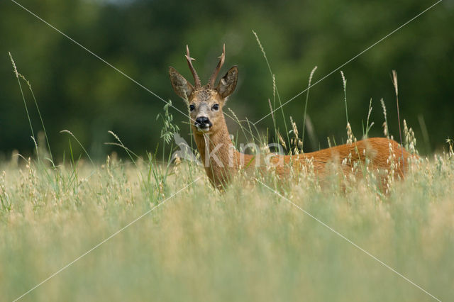 Roe Deer (Capreolus capreolus)