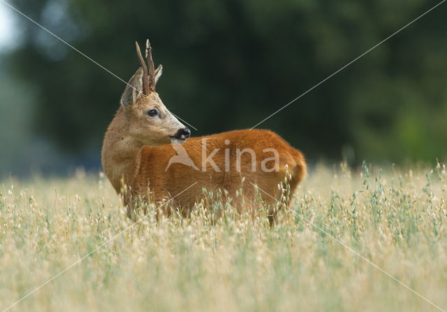 Roe Deer (Capreolus capreolus)