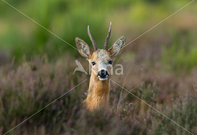 Roe Deer (Capreolus capreolus)