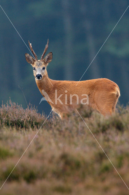 Roe Deer (Capreolus capreolus)