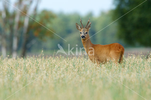 Roe Deer (Capreolus capreolus)