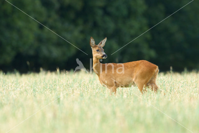Roe Deer (Capreolus capreolus)