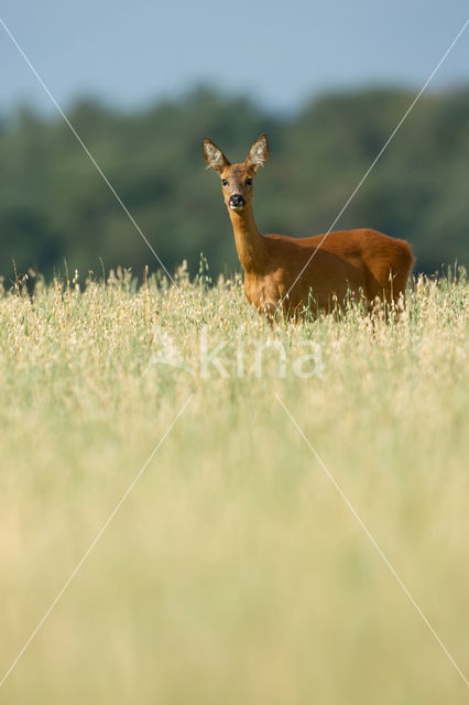 Roe Deer (Capreolus capreolus)