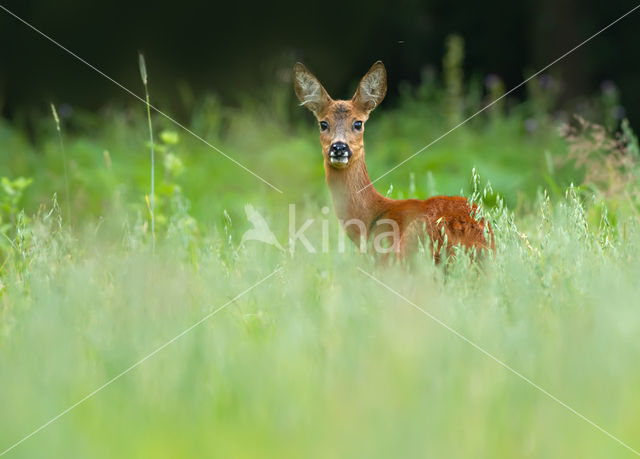 Roe Deer (Capreolus capreolus)