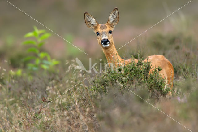Roe Deer (Capreolus capreolus)