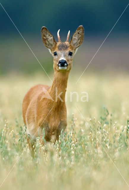 Roe Deer (Capreolus capreolus)
