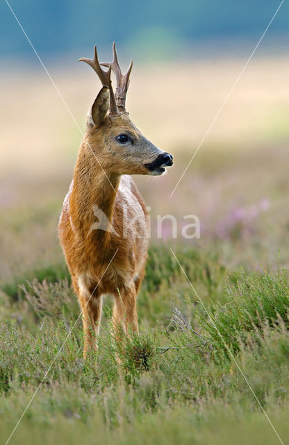 Roe Deer (Capreolus capreolus)