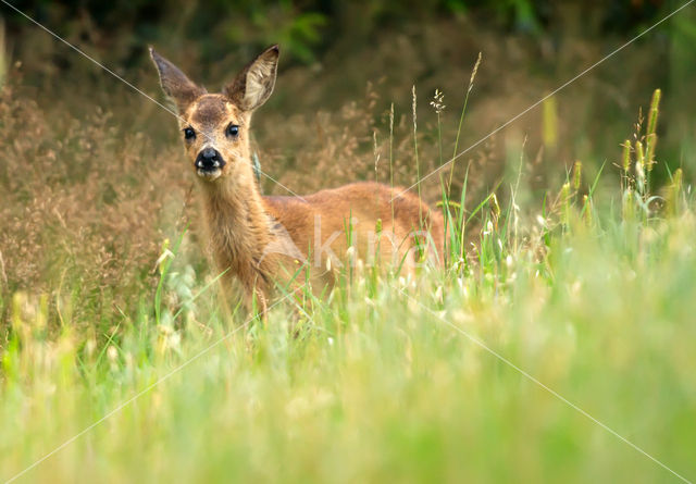 Roe Deer (Capreolus capreolus)