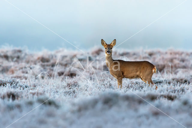 Roe Deer (Capreolus capreolus)