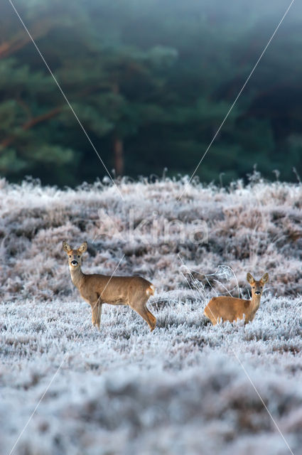 Roe Deer (Capreolus capreolus)