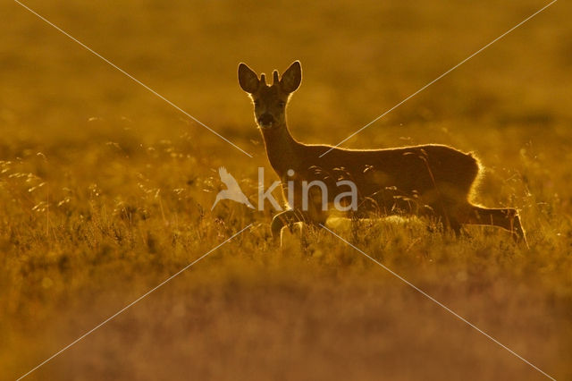 Roe Deer (Capreolus capreolus)