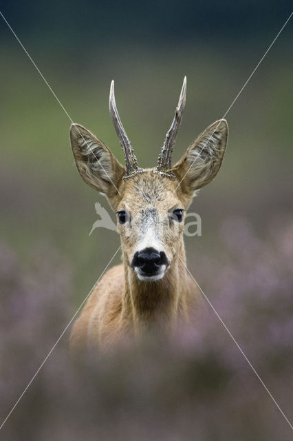 Roe Deer (Capreolus capreolus)