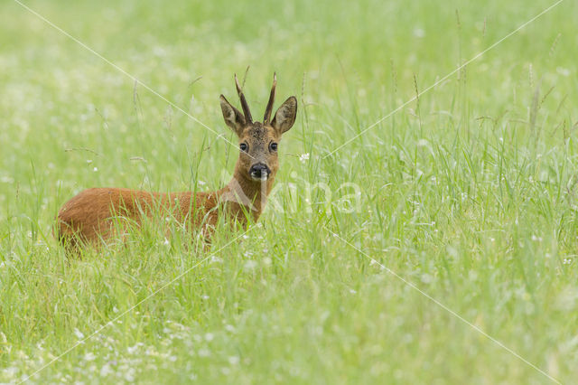 Roe Deer (Capreolus capreolus)