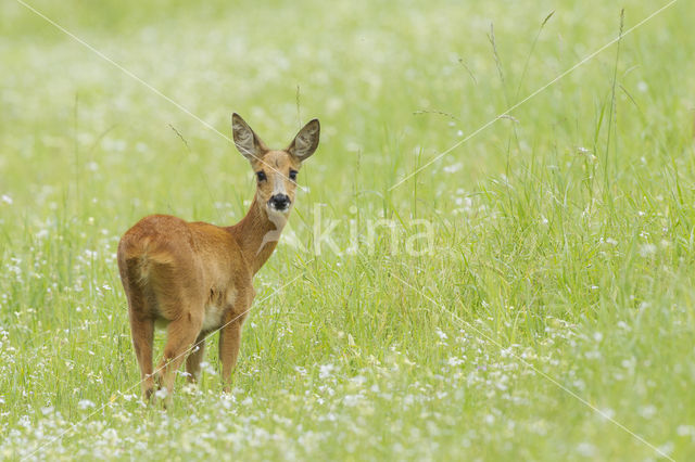 Roe Deer (Capreolus capreolus)