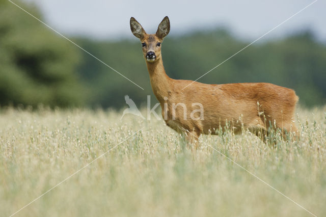 Roe Deer (Capreolus capreolus)