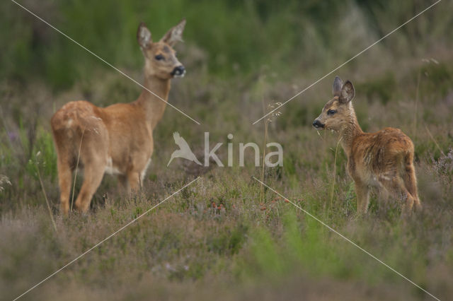 Ree (Capreolus capreolus)