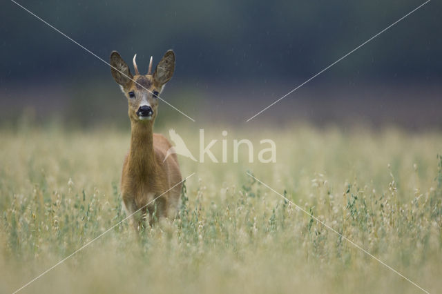 Roe Deer (Capreolus capreolus)