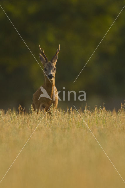 Ree (Capreolus capreolus)