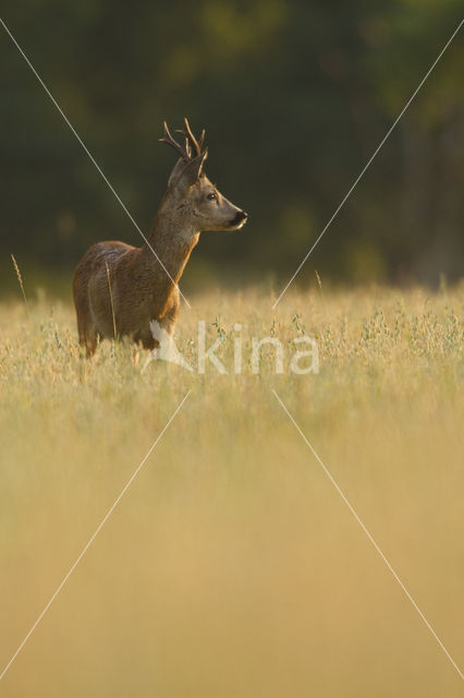 Roe Deer (Capreolus capreolus)