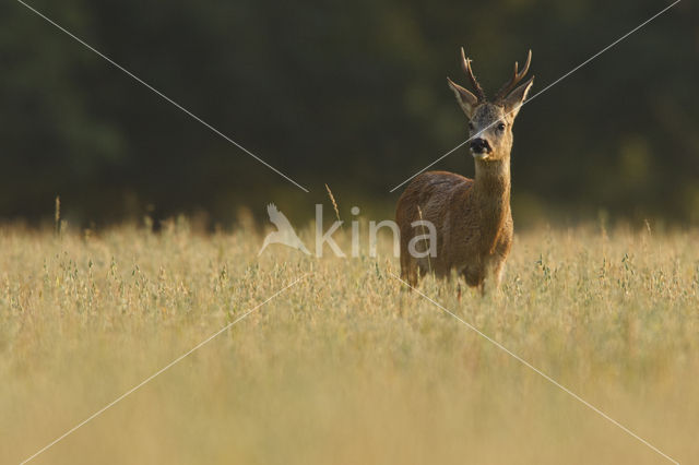 Roe Deer (Capreolus capreolus)