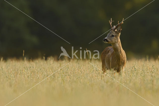 Roe Deer (Capreolus capreolus)