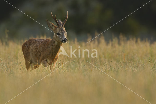 Roe Deer (Capreolus capreolus)