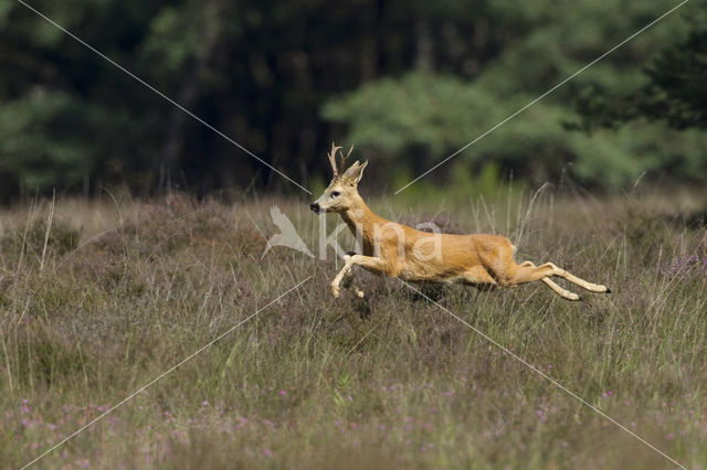 Roe Deer (Capreolus capreolus)