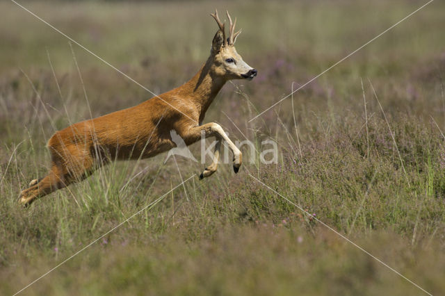 Ree (Capreolus capreolus)