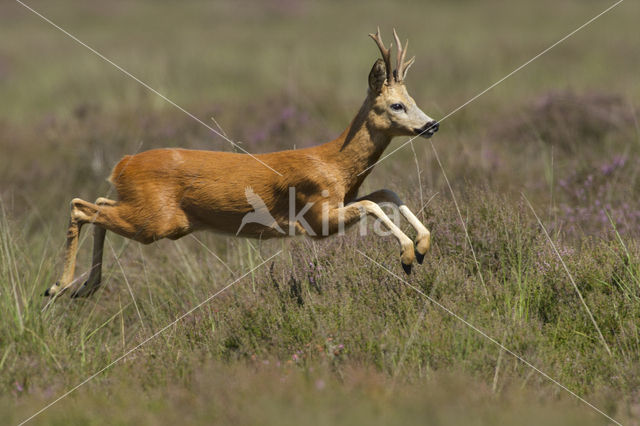 Roe Deer (Capreolus capreolus)
