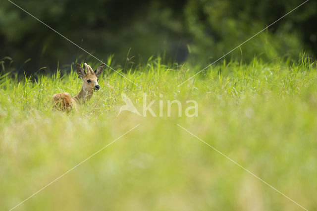 Roe Deer (Capreolus capreolus)