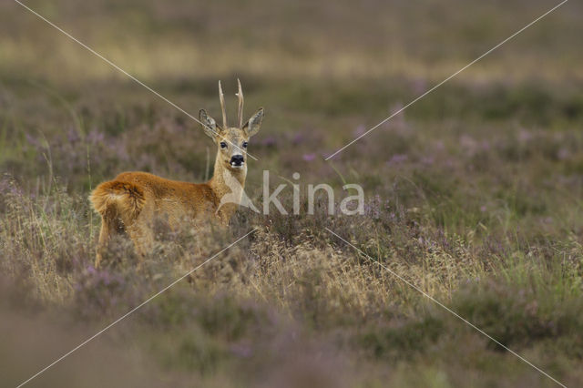 Roe Deer (Capreolus capreolus)