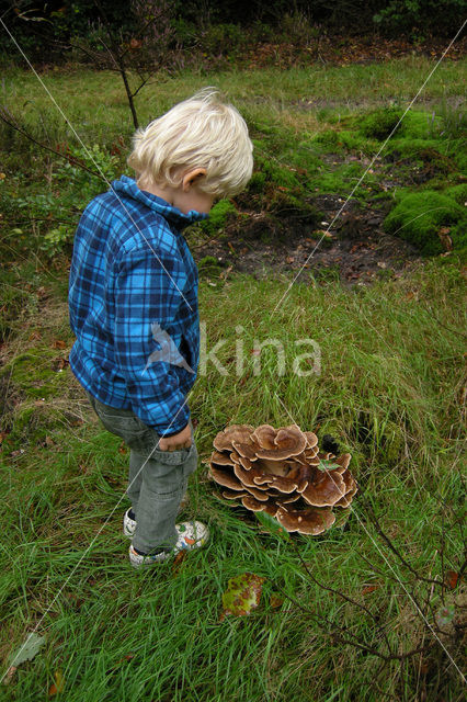 Giant Polypore (Meripilus giganteus)