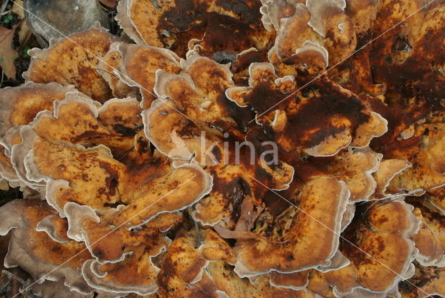 Giant Polypore (Meripilus giganteus)