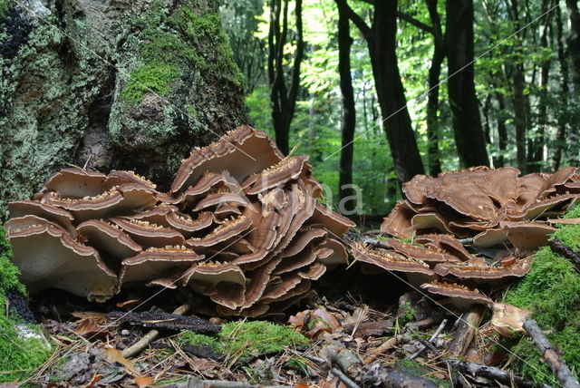 Reuzenzwam (Meripilus giganteus)