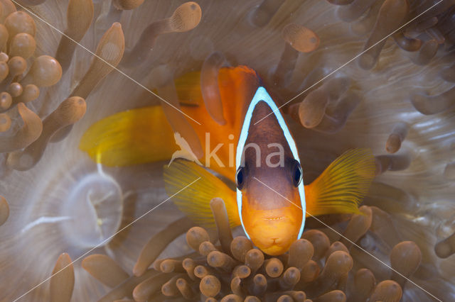 Tomato clownfish (Amphiprion frenatus)