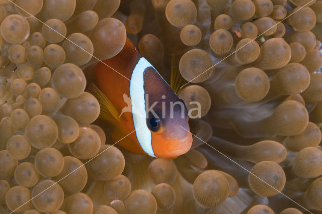 Tomato clownfish (Amphiprion frenatus)