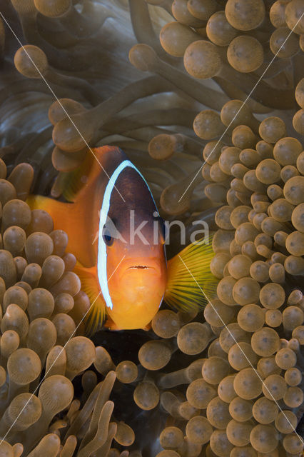 Tomato clownfish (Amphiprion frenatus)