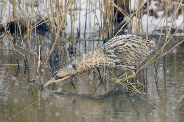 Bittern (Botaurus stellaris)