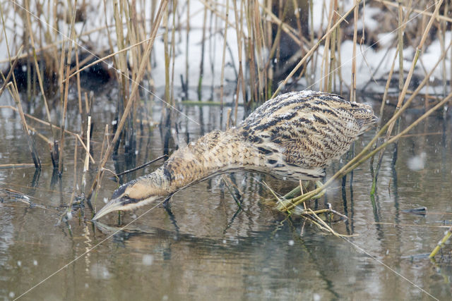 Roerdomp (Botaurus stellaris)