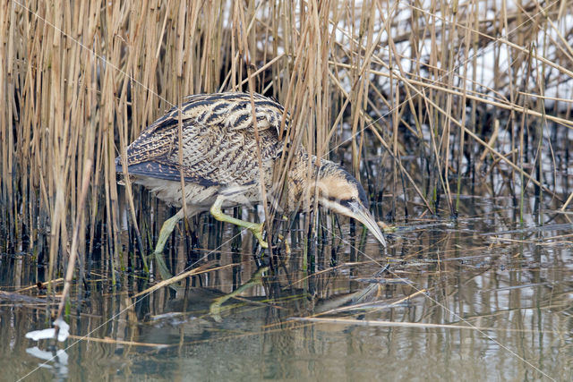 Bittern (Botaurus stellaris)